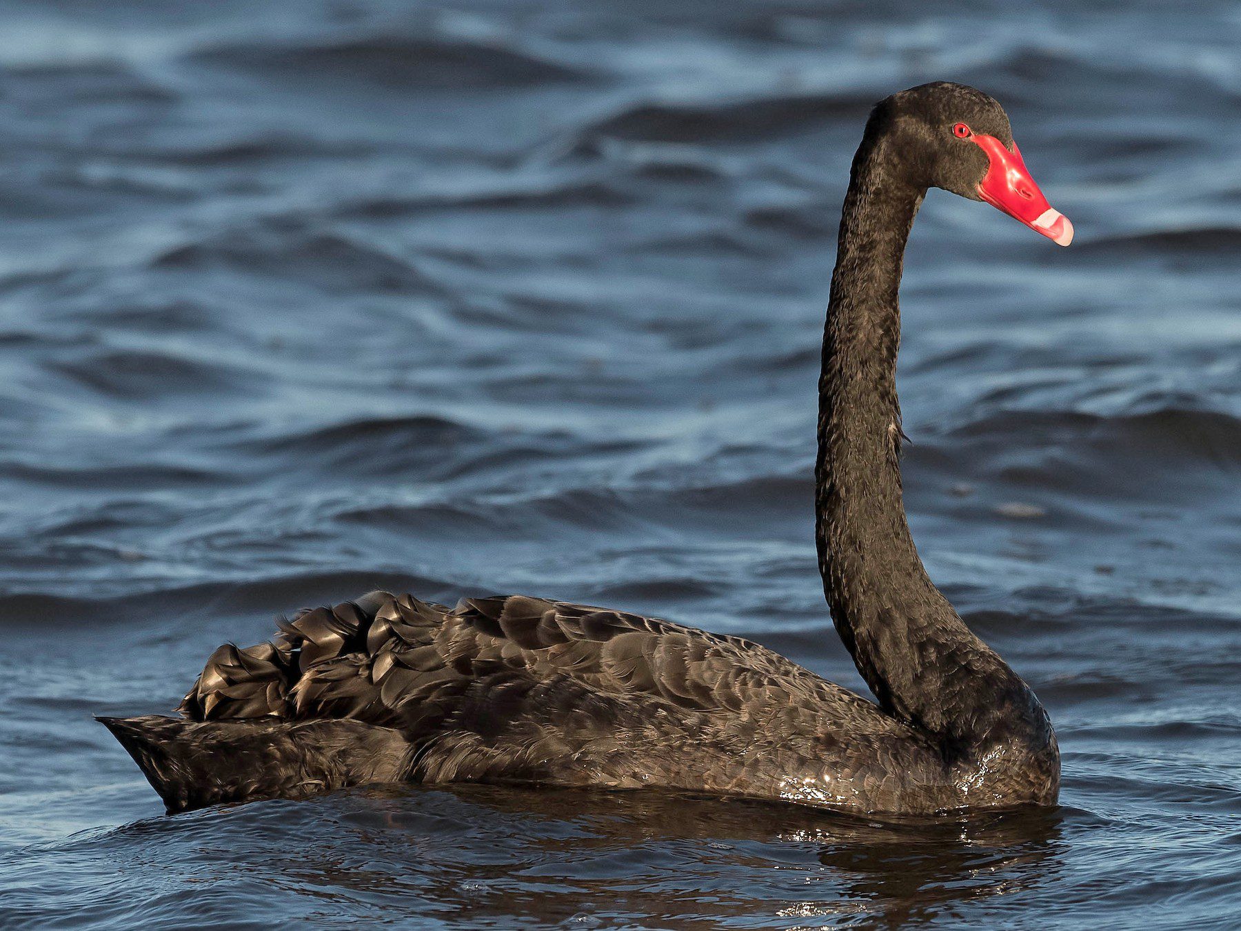 fekete hattyú gazdaság black swan